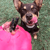 Pink Cupcake-Dog Toy-Rover Pet Products